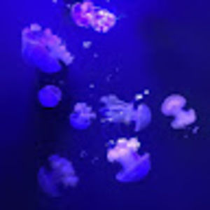 Meet your Posher, Sai sanjana